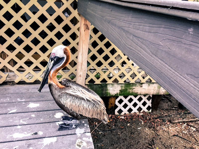 Laura Quinn Wild Bird Sanctuary | Peterson’s Harley-Davidson Key West Run 2022: Hidden Gems to Visit