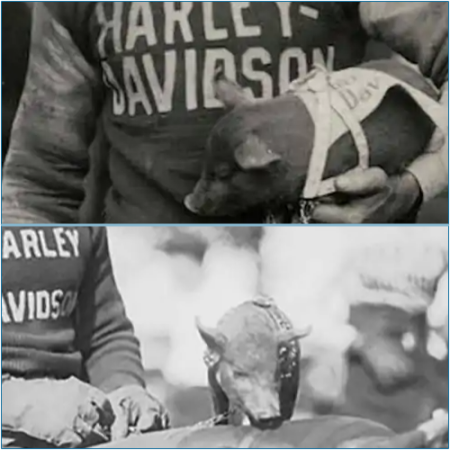 The Evolution of the Nickname 'Hogs' for Harley-Davidson Motorcycles