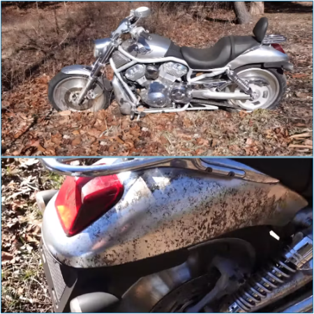 This V-Rod motorcycle from Harley-Davidson was discovered amidst the trees.