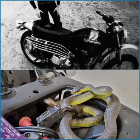 Snake Extracted from Harley-Davidson: 'This Guy Was Eager for a Spin'