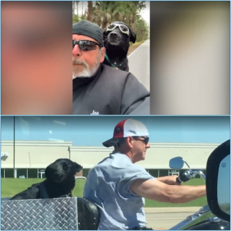 The dog adores cruising on their owner's Harley-Davidson, complete with their own seat and goggles