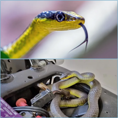Snake Pulled from Harley-Davidson: 'Looks Like This Guy Wanted a Ride'