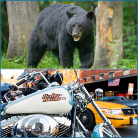 Man Passes Away After Crashing Harley-Davidson Into Bear on Highway