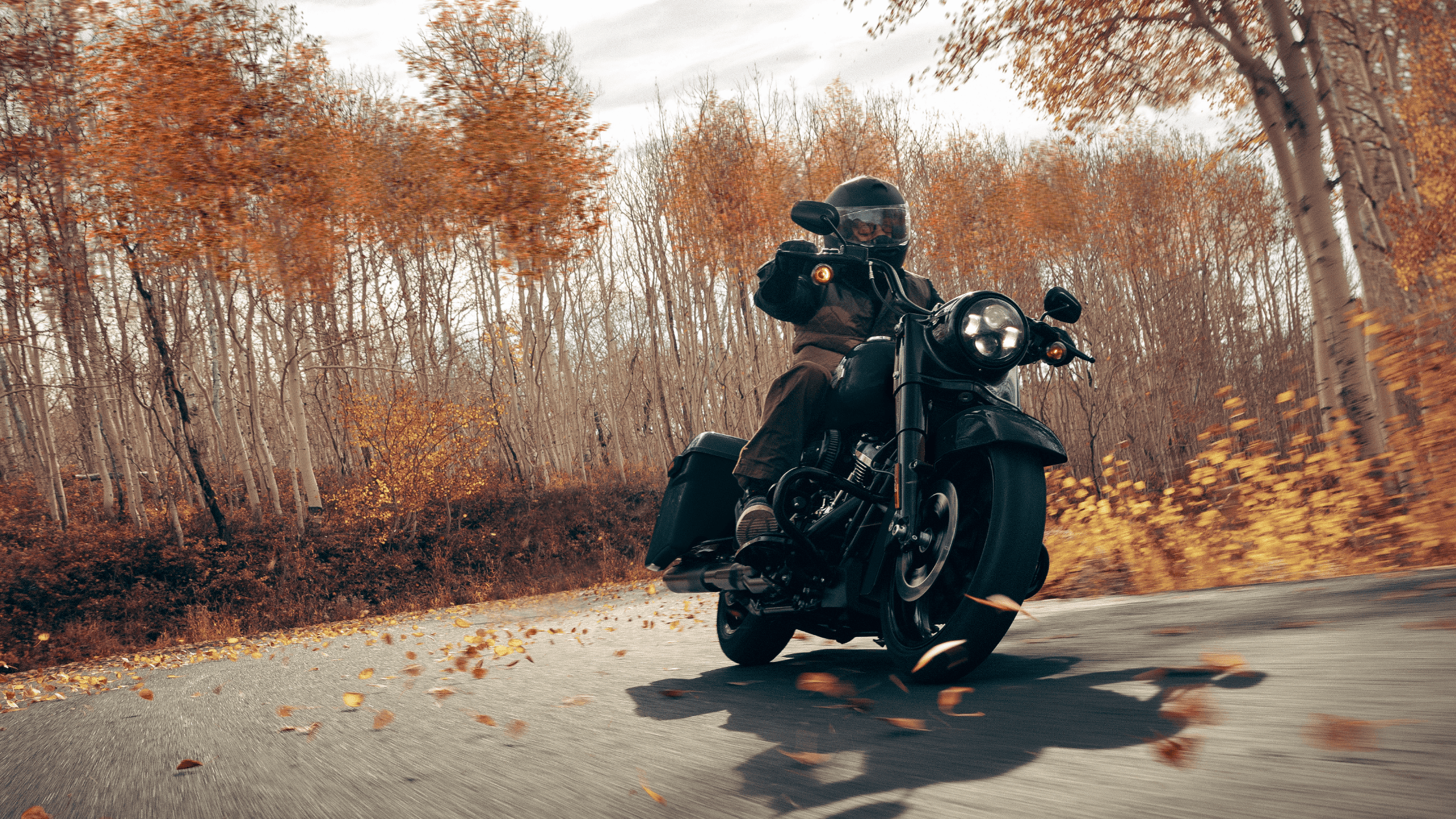 Motorcyclist riding a Harley-Davidson Road King® Special on a winding road surrounded by autumn trees with golden leaves falling.