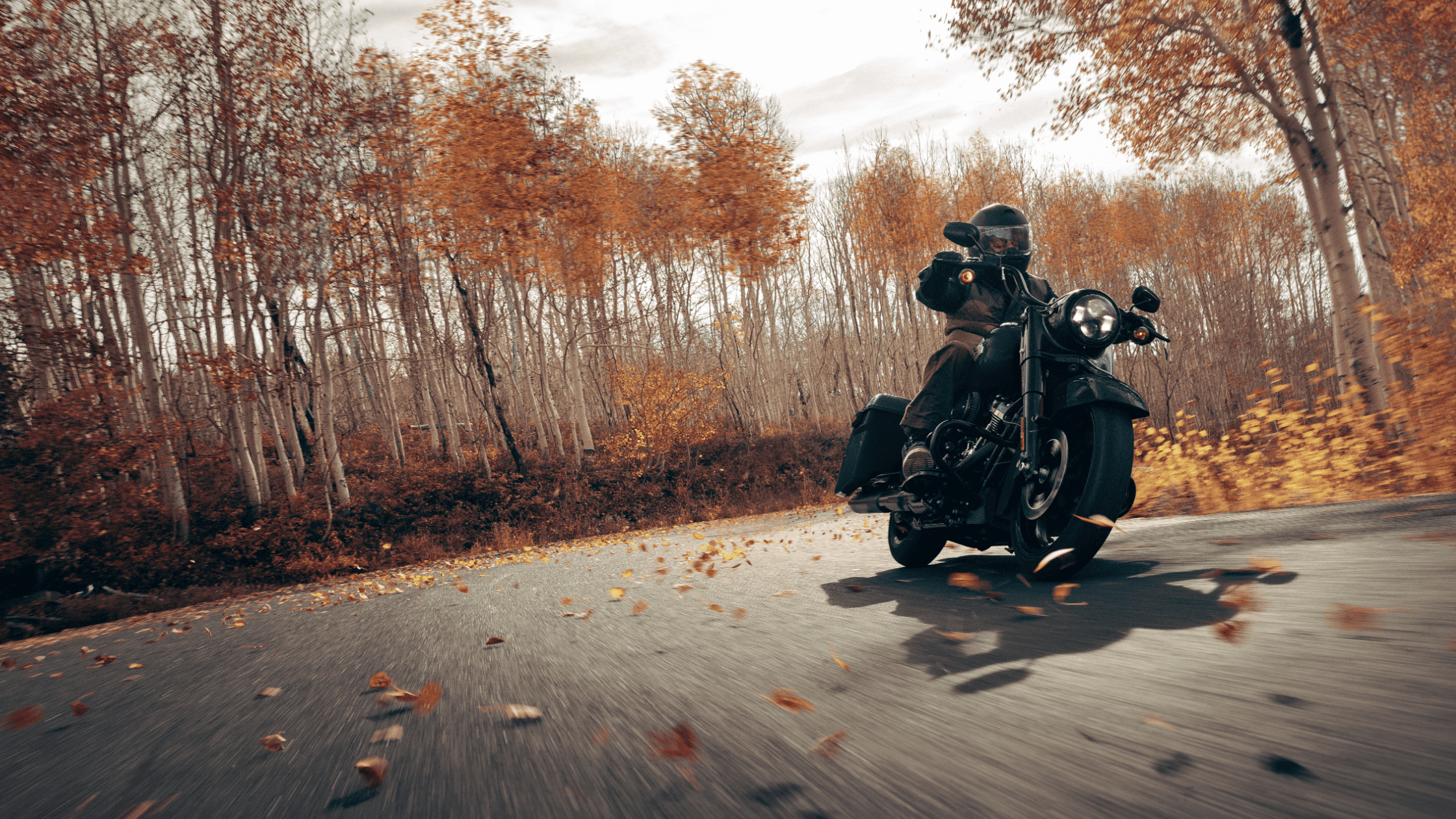 Rider leans into a turn on a 2025 Harley-Davidson Road King Special in fall forest scenery.