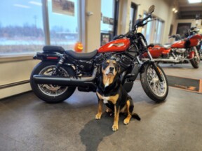 2025 Harley-Davidson® Nightster® Special  thumb 2